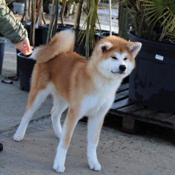 chiot Akita ROUX TORI GO Sanako Ken - élevage Akita Inu