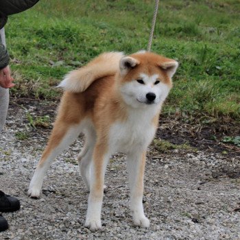 chiot Akita ROUX TOSHIRO GO Sanako Ken - élevage Akita Inu