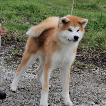 chiot Akita ROUX TOSHIRO GO Sanako Ken - élevage Akita Inu