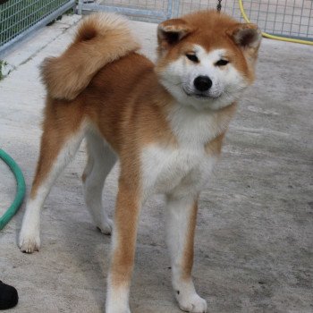 chiot Akita roux T'SAKI GO Sanako Ken - élevage Akita Inu